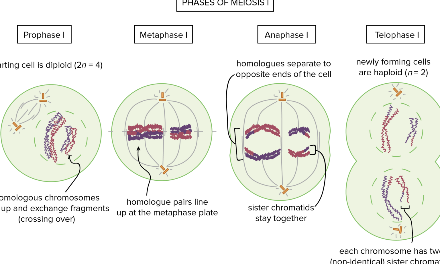 Meiosis Stages Diagram Diagram Resource Gallery