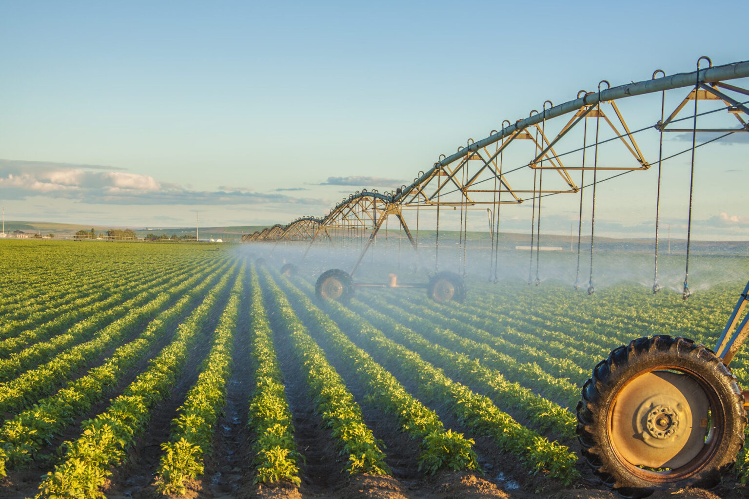 La fitopatología: clave para una producción agrícola exitosa